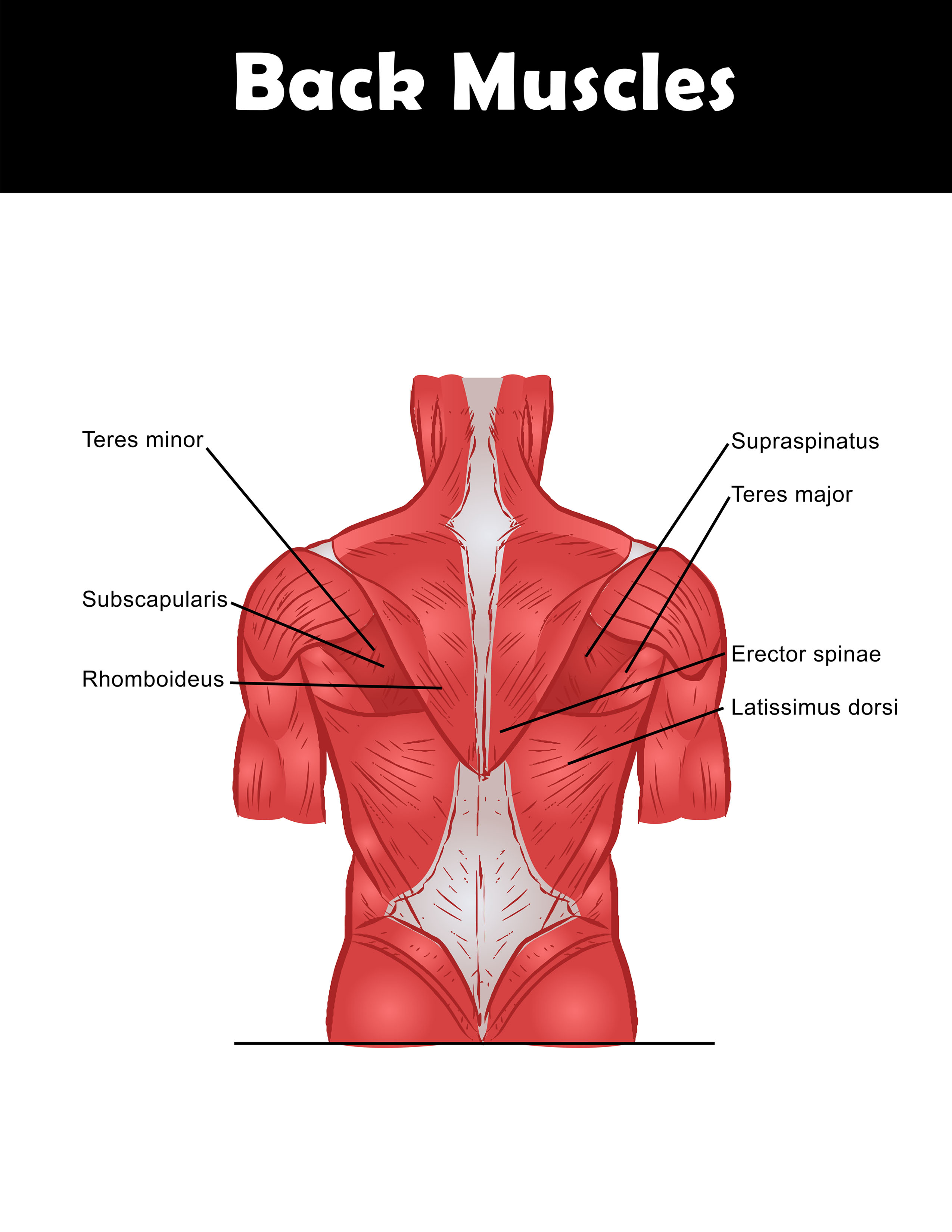 Back muscles anatomy chart you can download and print.