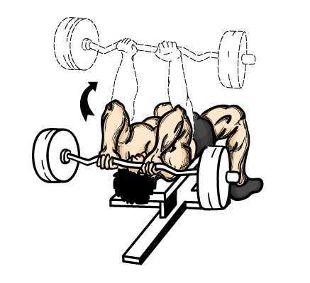 Illustration of barbell tricep workouts.