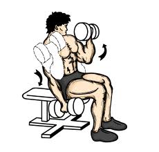 Illustration of bicep workouts with dumbbell. 