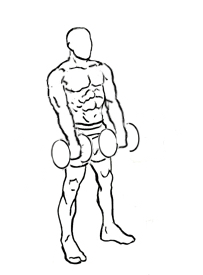 image of bicep reverse curl using dumbbell 