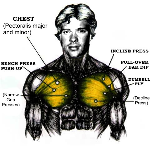 Good chest workouts for home or the gym.