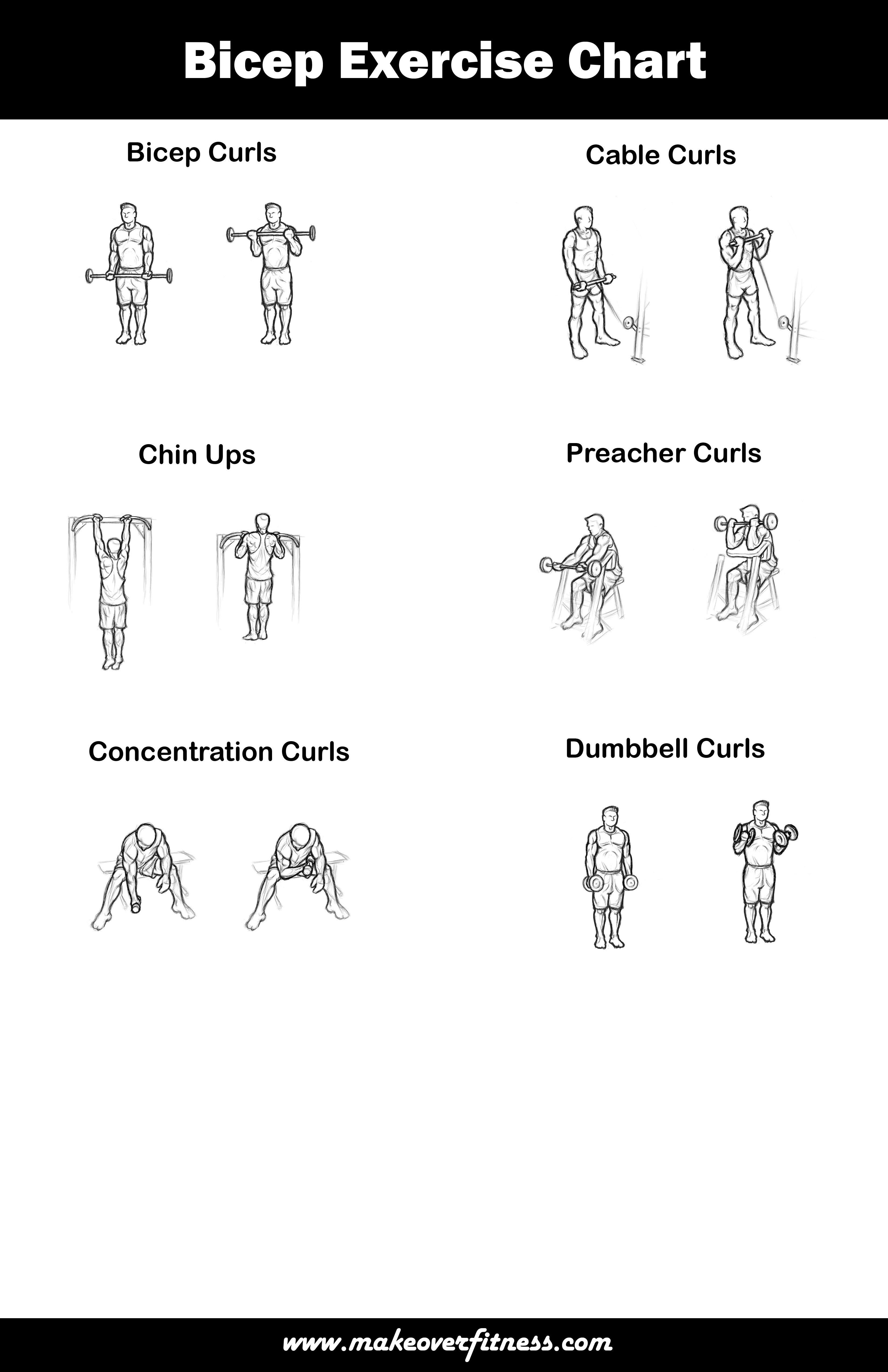 bicep exercises chart