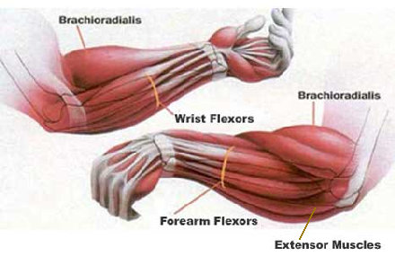 Diagram of forearm muscles.
