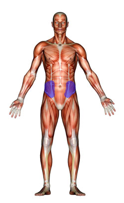 Picture of oblique muscles. 