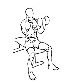 image of seated dumbbell bicep curl 