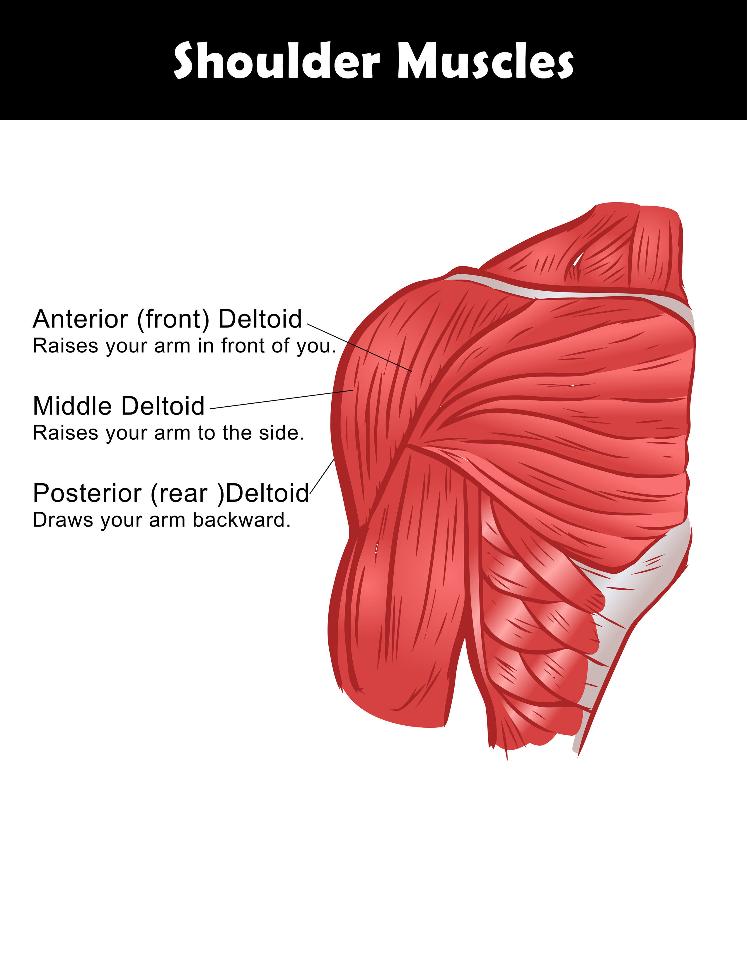 Shoulder muscle anatomy chart you can download and print. 