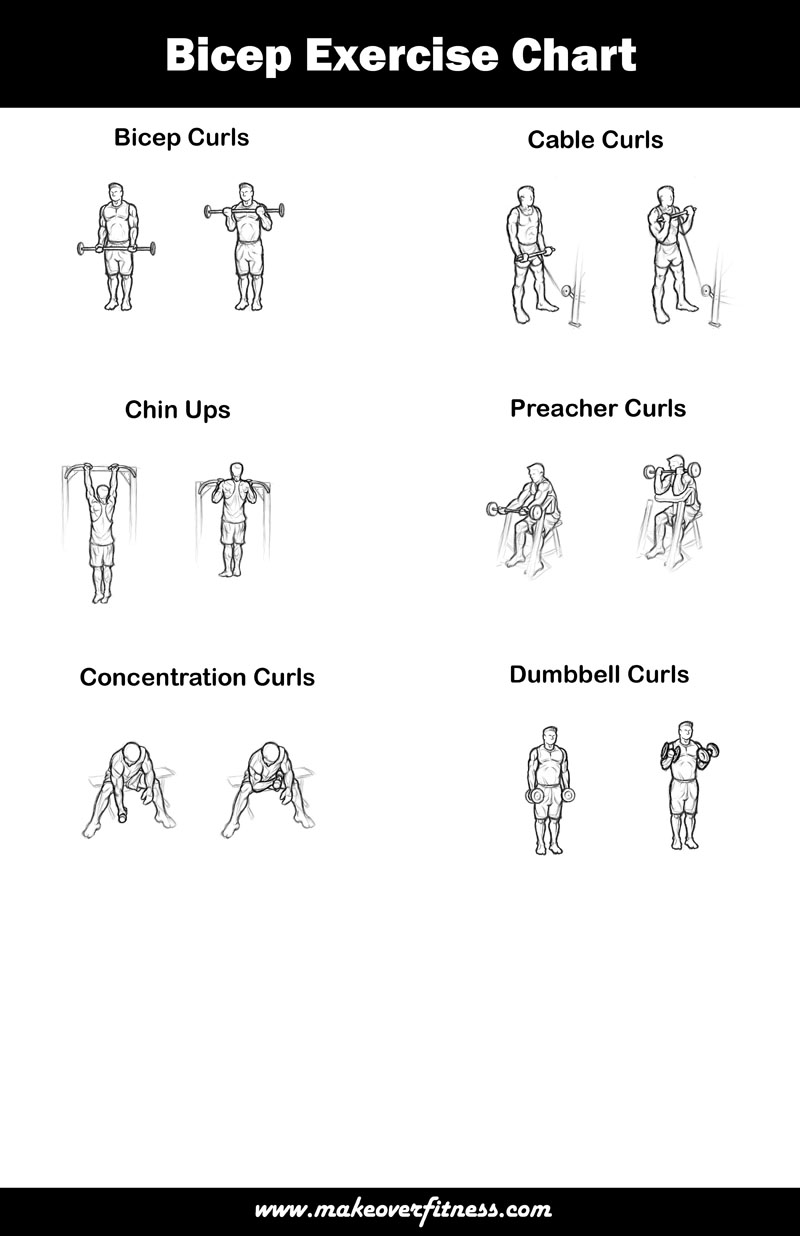 Printable bicep chart with exercises using a variety of equipment.