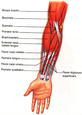 Forearm strenghtening exercises to help build great arms.