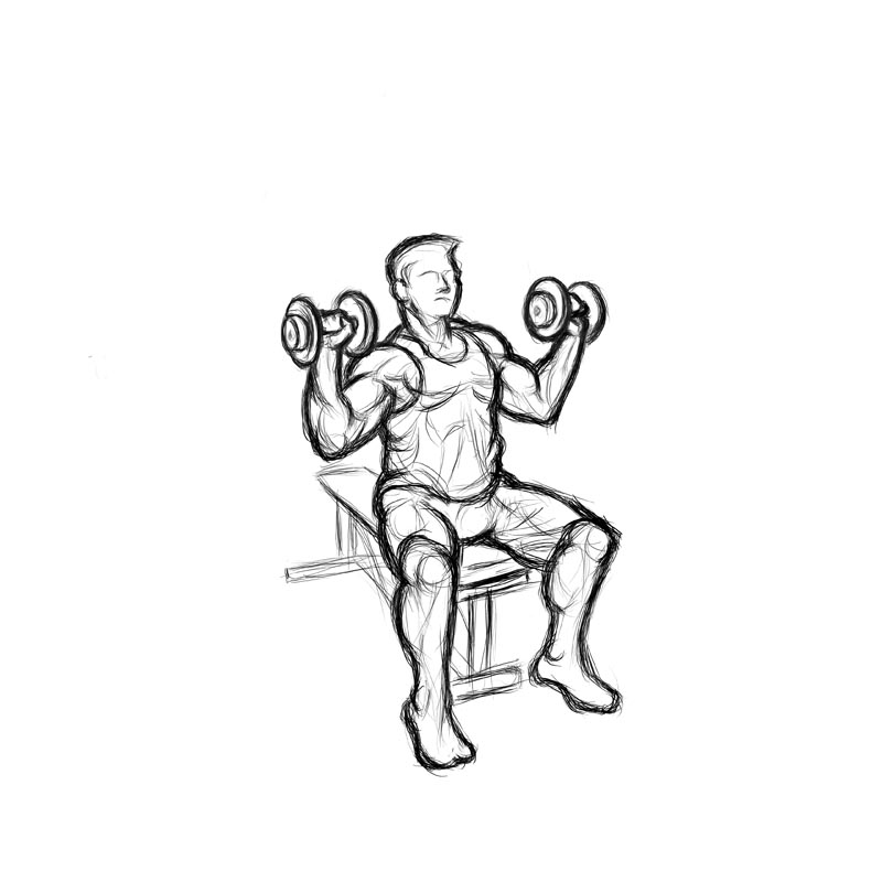 Illustration of man doing seated dumbbell press