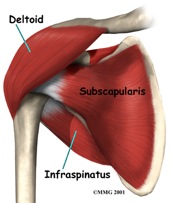 Good shoulder workouts that targets specific parts of your shoulder. 