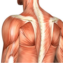 Diagram of upper back muscles you can workout.